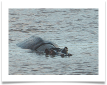 HIPPO - Steve Hodson HIPPO - Steve Hodson